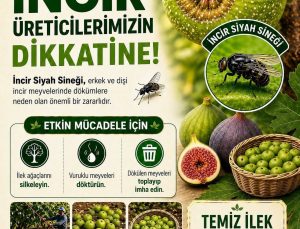 Buharkent’te incir üreticilerine siyah sinek uyarısı