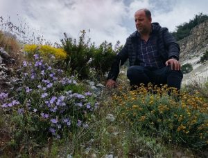 Dünyada sadece Aydın’da yetişen ’Küçük Çan’ yok olma tehlikesiyle karşı karşıya