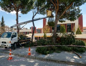 Efeler’de yüksek çam ağaçları bakıma alındı
