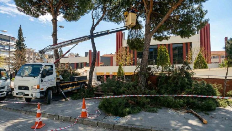 Efeler’de yüksek çam ağaçları bakıma alındı