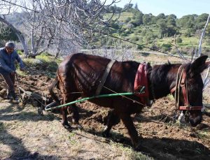 Gençler köyü terk edince iş yaşlılara kaldı