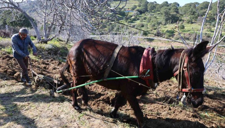 Gençler köyü terk edince iş yaşlılara kaldı