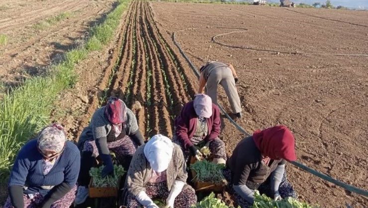 Karacasu’da çiftçilerin tütün mesaisi başladı