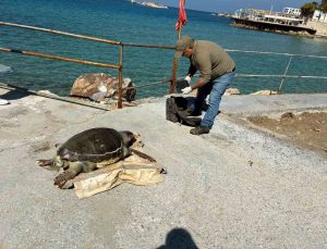 Kuşadası Körfezi’nde ‘deniz kaplumbağası’ alarmı