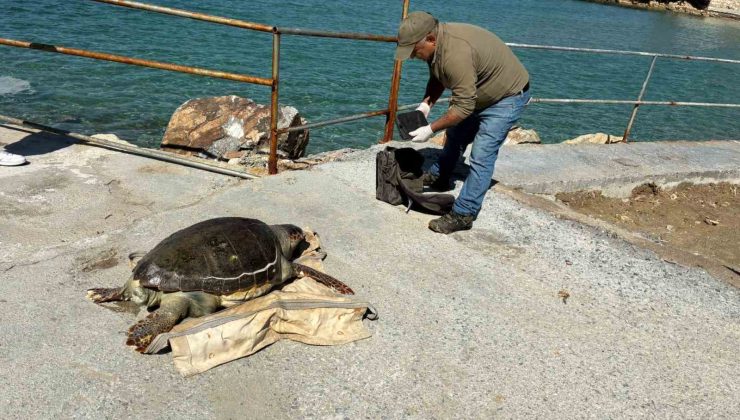 Kuşadası Körfezi’nde ‘deniz kaplumbağası’ alarmı