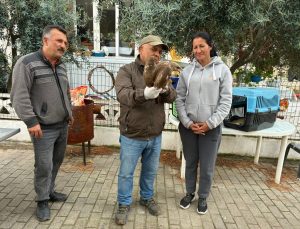 Kuşadası’nda yaralı şahin tedavisinin ardından doğaya bırakıldı