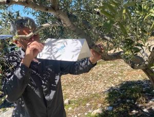 Zeytin güvesine karşı tuzak kurulumları başladı