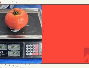 Aydın’da 850 gramlık domates pazarda ilgi gördü