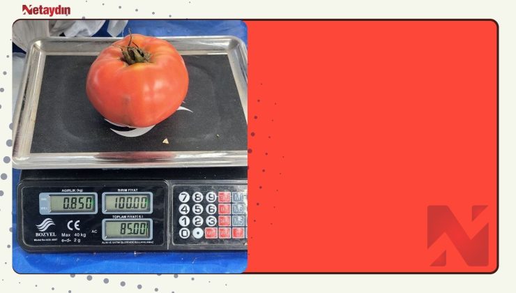Aydın’da 850 gramlık domates pazarda ilgi gördü