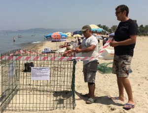 Aydın kıyıları deniz kaplumbağaları için yeni yuvalama merkezi oldu