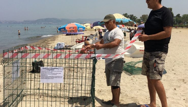 Aydın kıyıları deniz kaplumbağaları için yeni yuvalama merkezi oldu