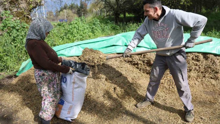 Aydın’da bahar bereketi, yağışlar hayvancılık sektörüne yaradı