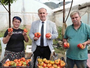 Başkan Kaya, çiftçiler gününde domates hasadına katıldı