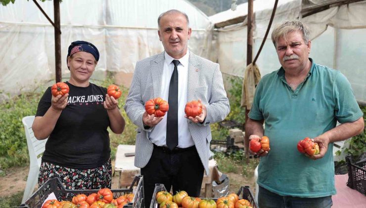 Başkan Kaya, çiftçiler gününde domates hasadına katıldı