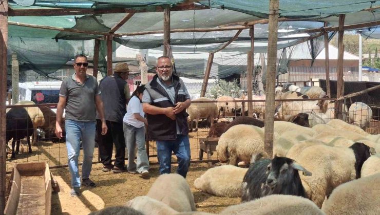 Didim’de kurbanlıklar satışta