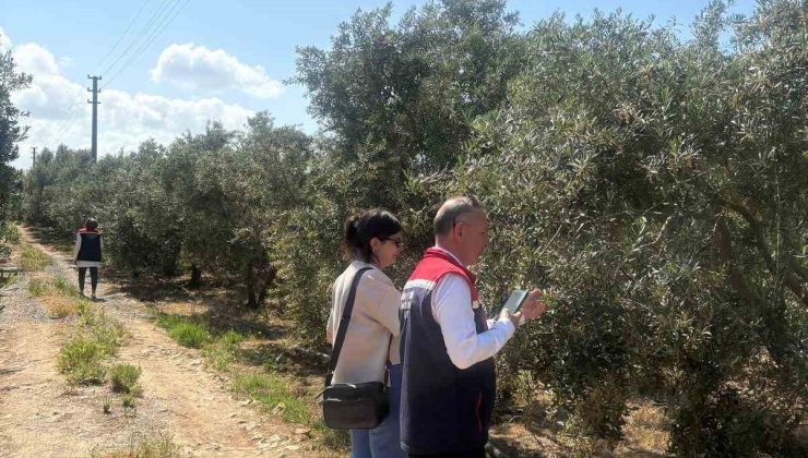 Didim’de zeytin verim tespit çalışmaları başladı