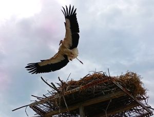 Elektrik telleri üzerine yuva yapan leylekler için, yeni yuva yapıldı