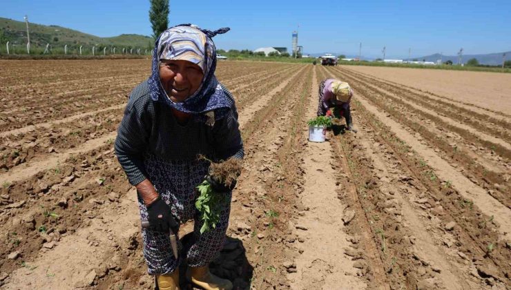 İşçi Bayramı’nın öteki yüzü