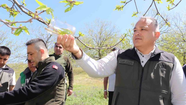 Kestane zararlısına karşı 2 bin 700 parazitoit böcek doğaya salındı