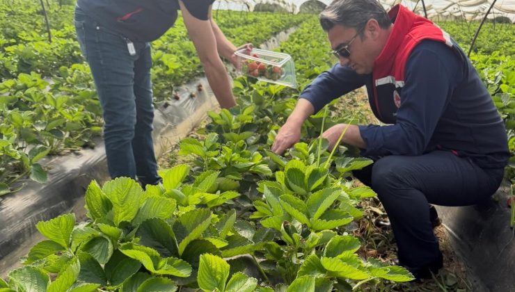Koçarlı’da çilek bahçelerinde pestisit denetimi