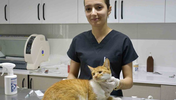 Kuşadası’nda sokak hayvanlarına ücretsiz şifa eli