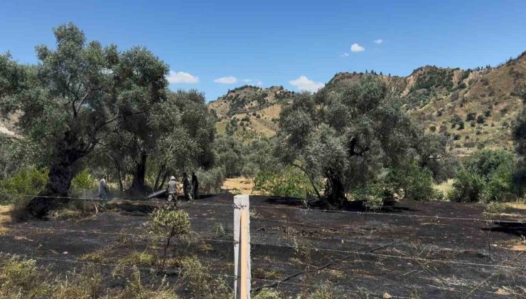 Nazilli’de zeytin bahçesi yangını