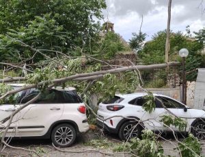 Rüzgarda devrilen ağaç park halindeki araçlara zarar verdi
