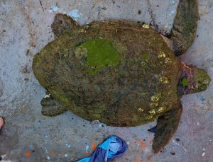 Yaralı Caretta caretta’ya yardım eli uzandı