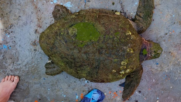 Yaralı Caretta caretta’ya yardım eli uzandı