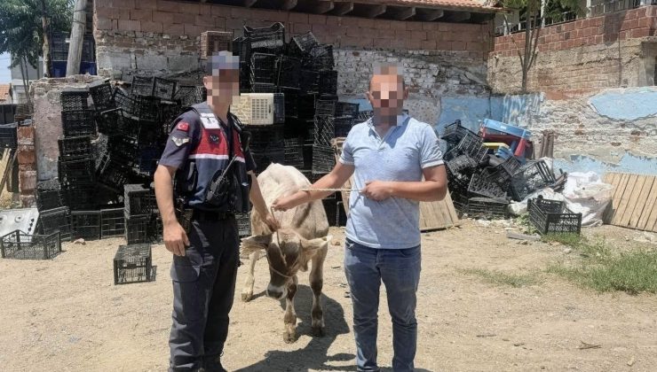 Ahırdan çalınan büyükbaş hayvan bulundu