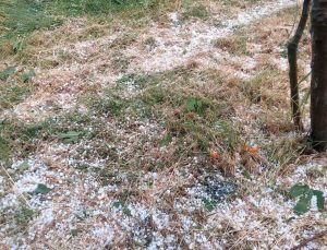 Aydın’da dolu etkili oldu, ağaçlar zarar gördü