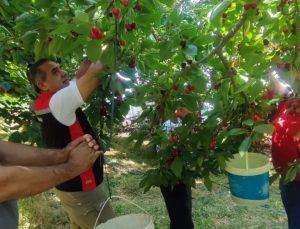 Aydın’da kiraz hasadı sürüyor