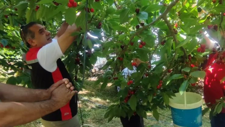 Aydın’da kiraz hasadı sürüyor