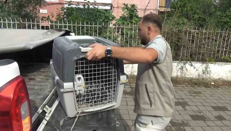 Aydın’da oklu kirpi operasyonu