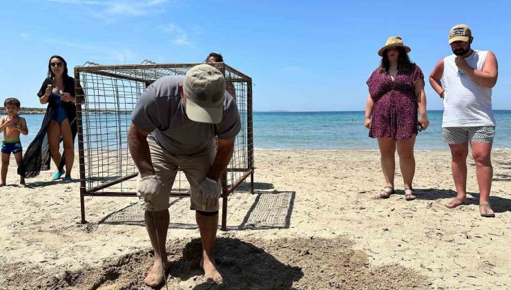 Aydın’da yılın ilk Caretta Caretta yuvası tespit edildi