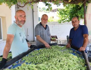 Aydın’ın bamyası Türkiye’nin dört bir yanına gönderiliyor