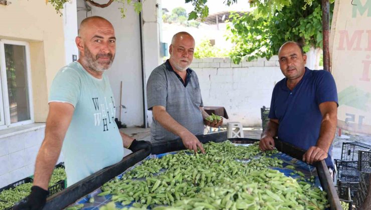 Aydın’ın bamyası Türkiye’nin dört bir yanına gönderiliyor