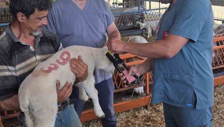 Bozdoğan’da hayvan sağlığı ekipleri sahada