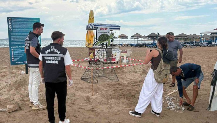 Didim Belediyesi ekiplerinin zamanında müdahalesi caretta carettayı kurtardı