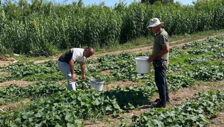 Didim’de salatalıklardan numuneler alındı