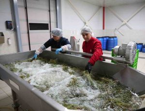 Efeler’in fabrikasında yaz mesaisi