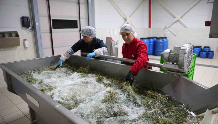 Efeler’in fabrikasında yaz mesaisi