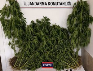 Ev ve bahçesinde kenevir yetiştiren şüpheli yakalandı