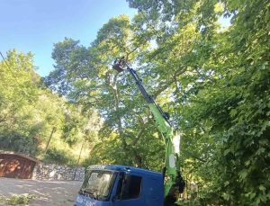 Karacasu’daki anıt ağaçlar yaz dönemine hazırlandı
