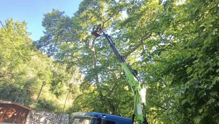 Karacasu’daki anıt ağaçlar yaz dönemine hazırlandı