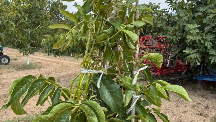 Koçarlı’da cevizde çeşit değiştirme aşısı başarıya ulaştı