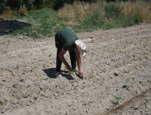 Kuşadası’nda Adabahçe yaz hasadına gün sayıyor