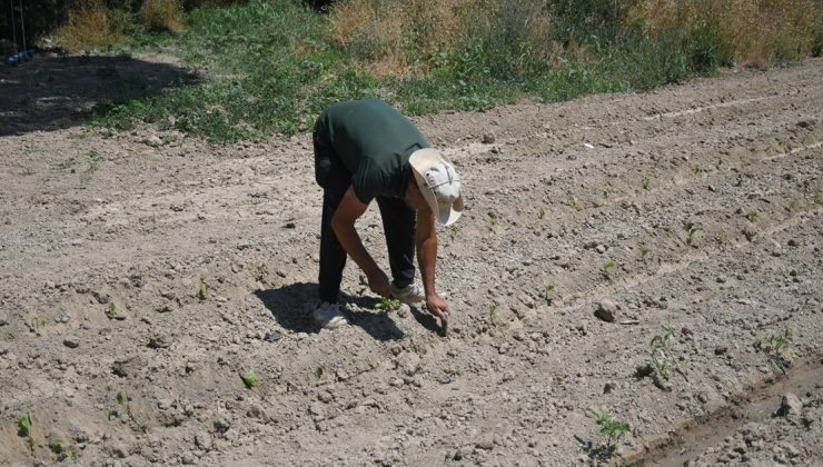 Kuşadası’nda Adabahçe yaz hasadına gün sayıyor