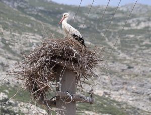 Riskli durumdaki leylek yuvası güvenli hale getirildi