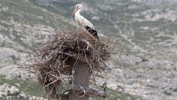 Riskli durumdaki leylek yuvası güvenli hale getirildi